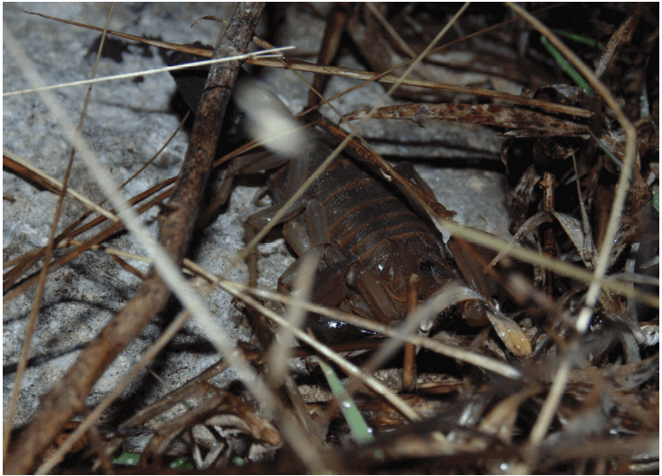 LifEscozul&reg; Blog - ¿Cómo explotar las poblaciones de Rhopalurus junceus de forma sostenible?