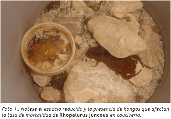 ¿Cómo explotar las poblaciones de escorpiones de forma sostenible? 2 - LifEscozul&reg;