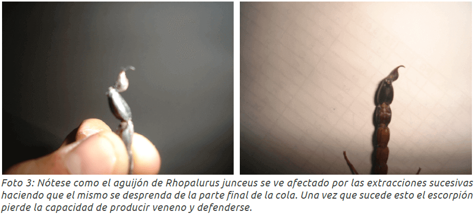 ¿Cómo explotar las poblaciones de escorpiones de forma sostenible? 3 - LifEscozul&reg;