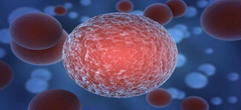 LifEscozul&reg; - Cáncer de pancreas