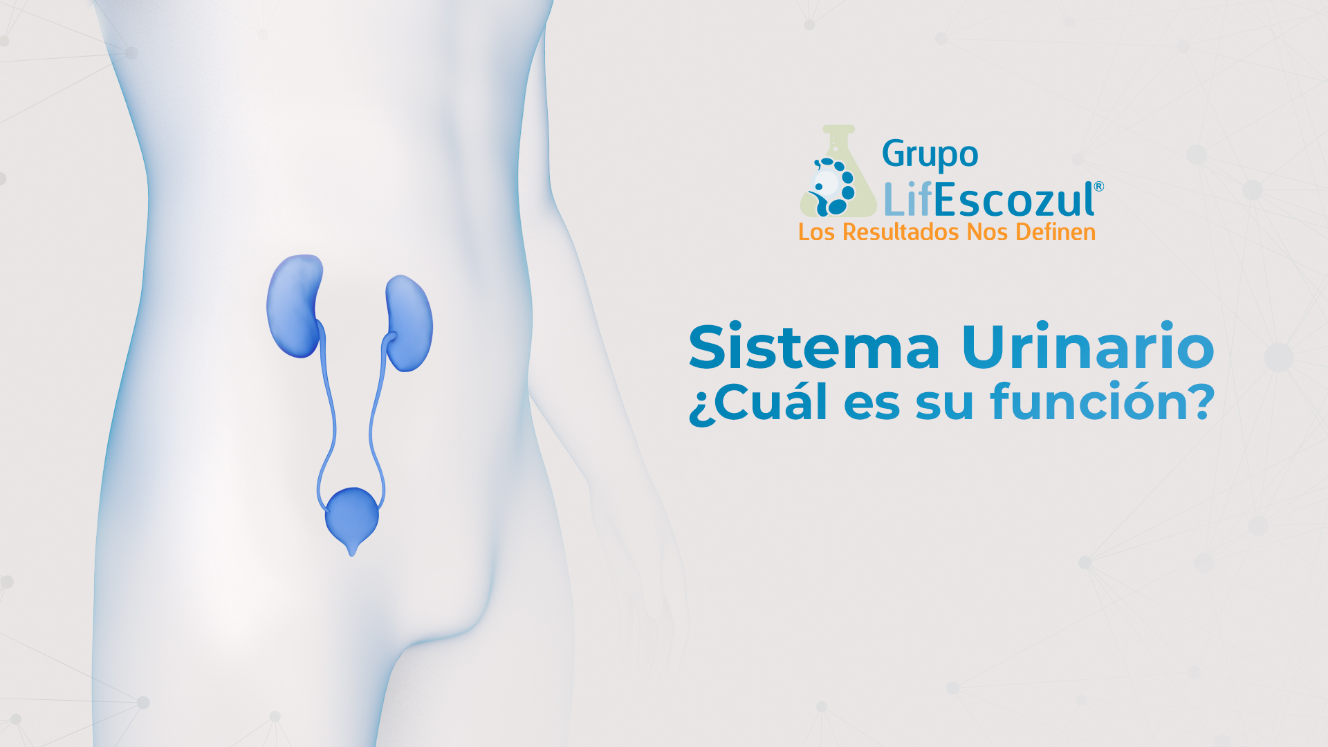 LifEscozul® Blog - LifEscozul<sup>®</sup> Blog: Sistema Urinario ¿Cuál es su función?